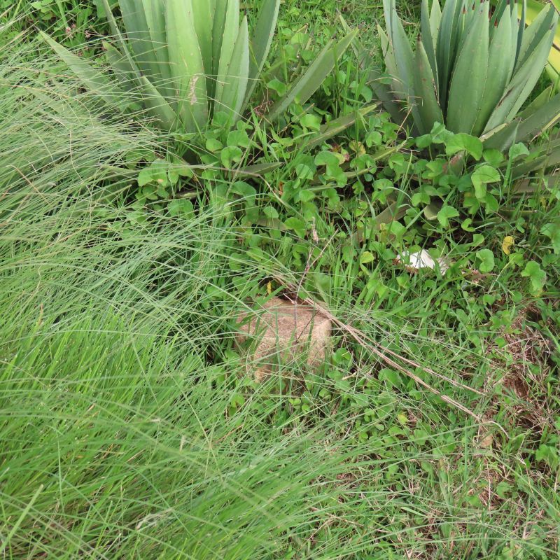 Misy tany amidy 7 kms miala MAHITSY, lalana mankany Farahantsana.